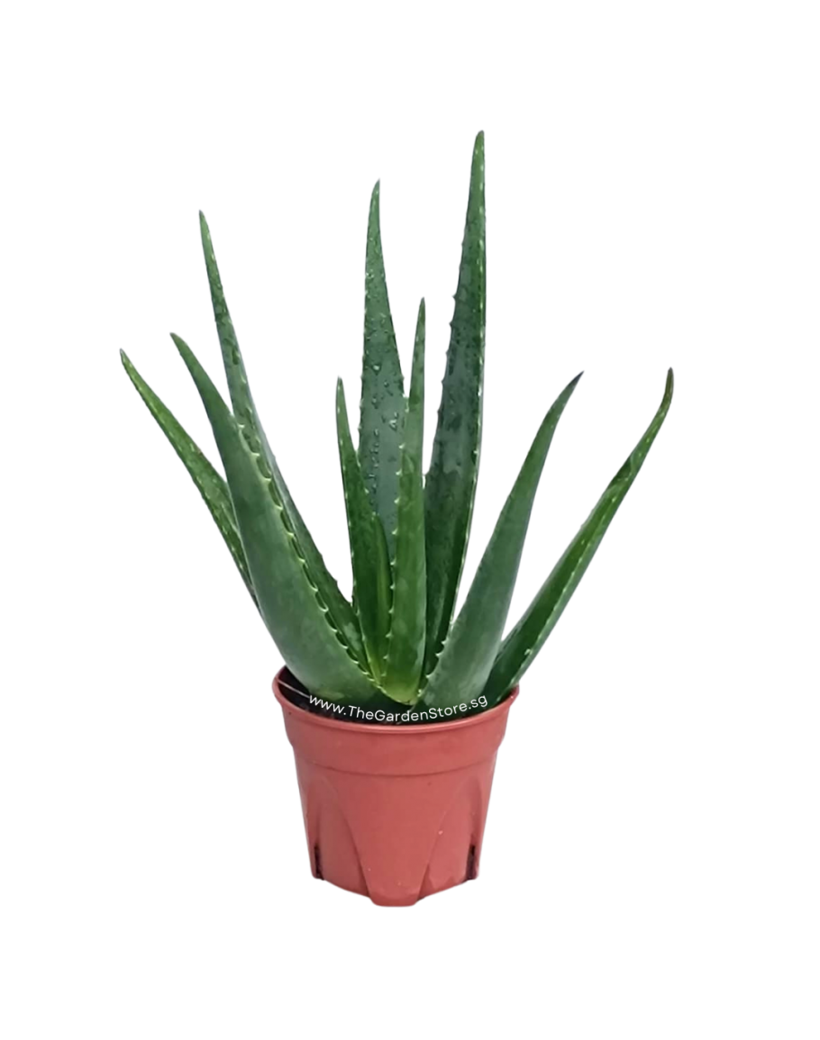 Aloe Vera Potted Plant 2430